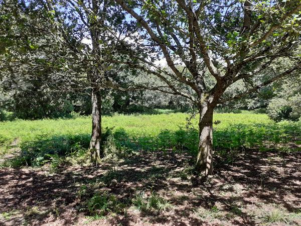 Brech terrain de 3170 m2 dont 294 m2 constructibles , Brech