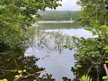 Étang à vendre à Le Val-d'Ajol dans les Vosges (88340), ref : 14815/202500185 ter La Croisette