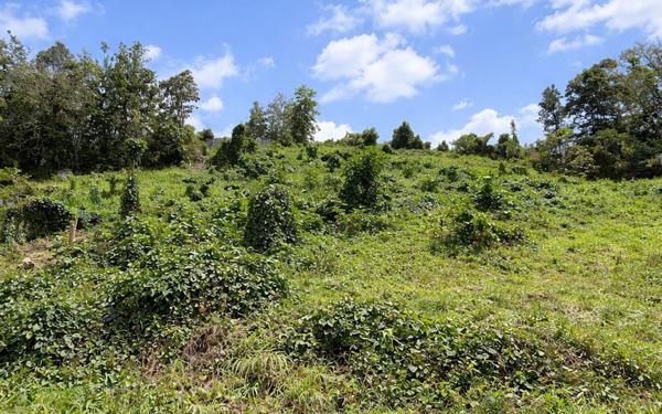 Terrain à vendre    Les Abymes