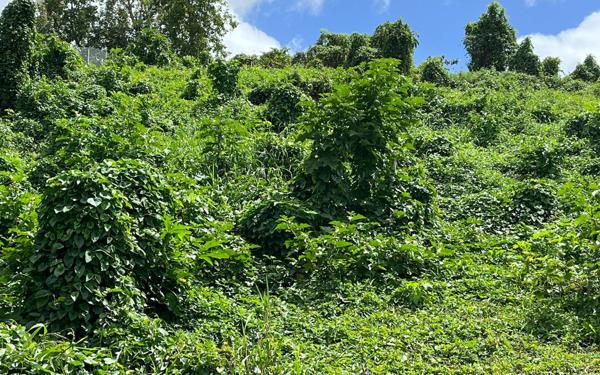 Terrain à vendre    Les Abymes