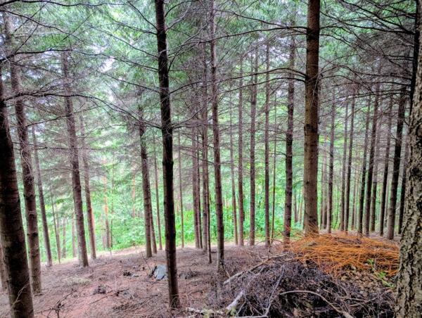 Vente / Terrain à Belsentes (07160)