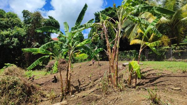 Magnifique terrain à vendre dans la périphérie du Vauclin