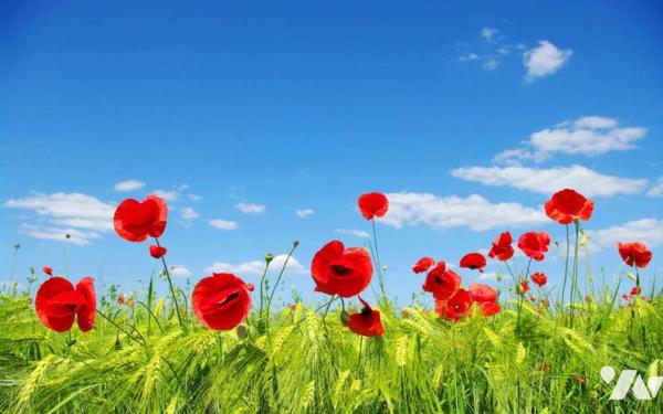 Terrain à bâtir à CAMBLAIN L'ABBE