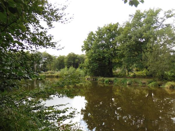 87250 BESSINES - Propriété de 4 hectares avec Tiny house + étang
