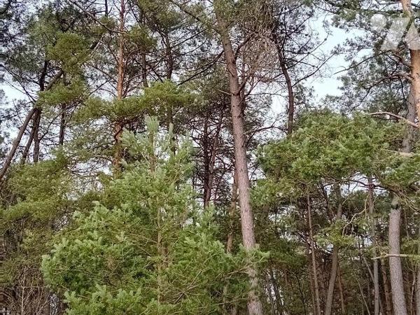 Terrain boisé  d'une contenance de 4 000 m² à vendre situé à Cournon (Morbihan) en partie chêne...