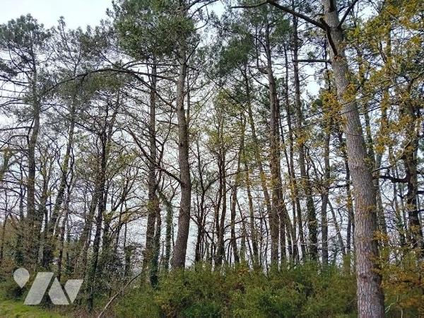 Terrain boisé  d'une contenance de 4 000 m² à vendre situé à Cournon (Morbihan) en partie chêne...