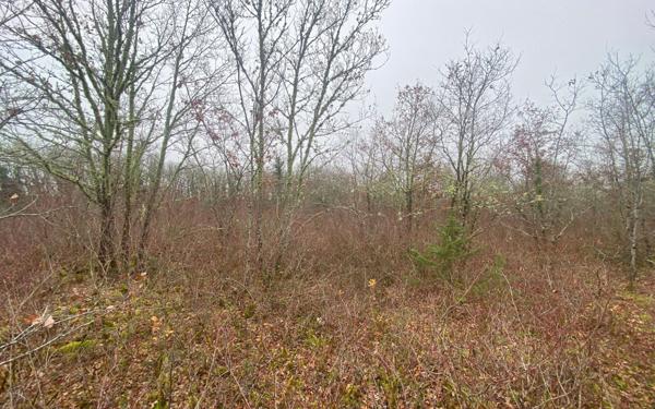 Terrain à vendre    Bach