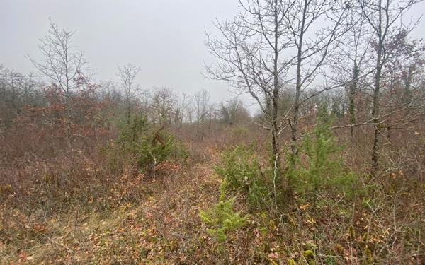 Terrain à vendre    Bach