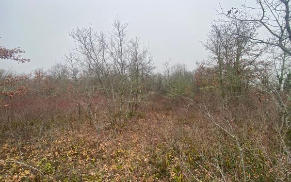 Terrain à vendre    Bach