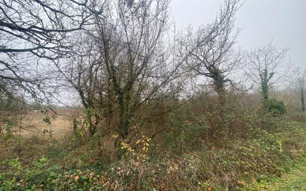 Terrain à vendre    Bach