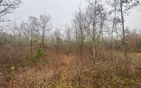 Terrain à vendre    Bach