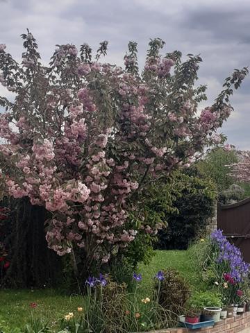 Houdan (78550) Houdan, grande maison familiale sur 1500m² de terrain