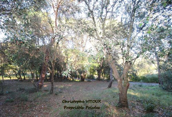 Terrain viabilisé - 2500 m2 - 11570 PALAJA