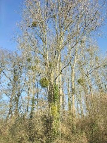 Peupleraie sur la commune de Jublains