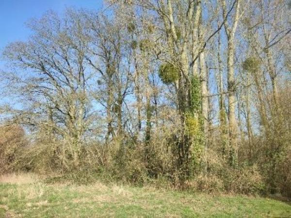 Peupleraie sur la commune de Jublains