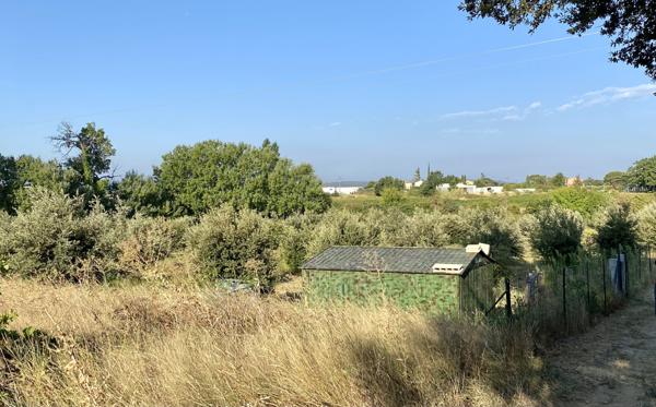 terrain truffier, safran, verger  Sainte-Cécile-les-Vignes (84290)