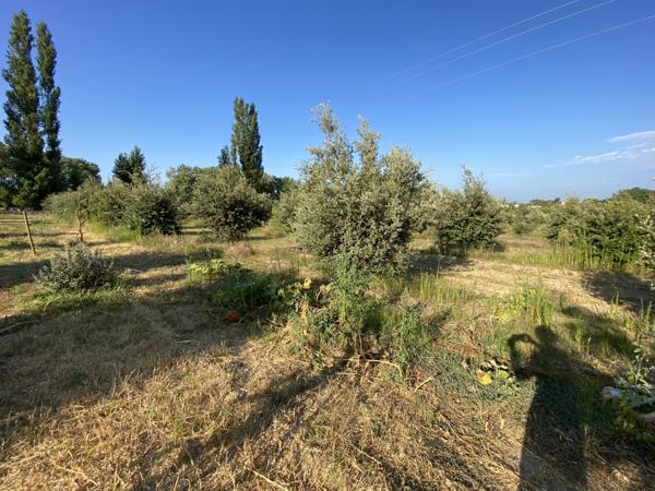 terrain truffier, safran, verger  Sainte-Cécile-les-Vignes (84290)