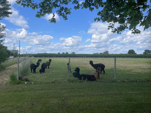 Commerce à vendre à Fongrave (47260) - Lot-et-Garonne
