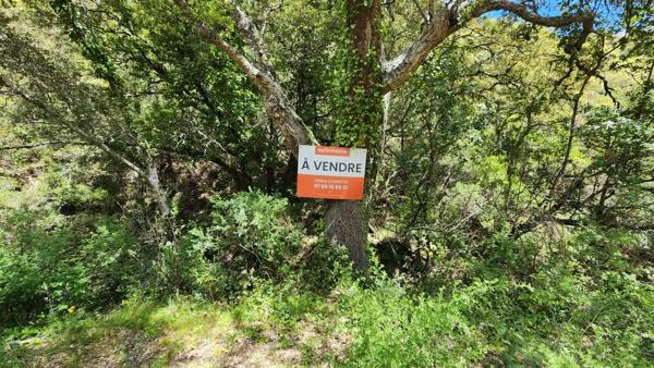 Vente Terrain Collobrières (83610) – Parcelle Forestière de 4,1 Hectares avec Rivière