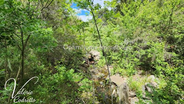Vente Terrain Collobrières (83610) – Parcelle Forestière de 4,1 Hectares avec Rivière