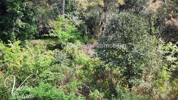 Vente Terrain Collobrières (83610) – Parcelle Forestière de 4,1 Hectares avec Rivière