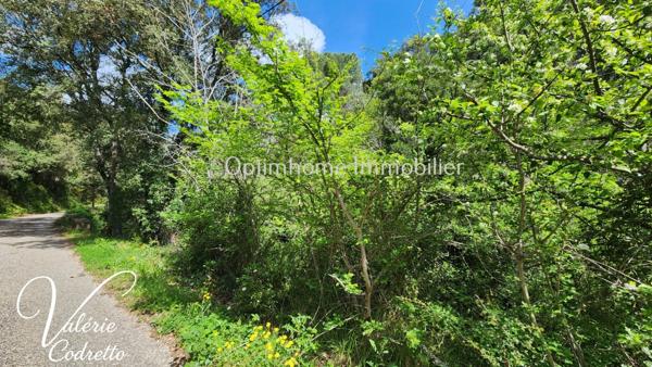Vente Terrain Collobrières (83610) – Parcelle Forestière de 4,1 Hectares avec Rivière