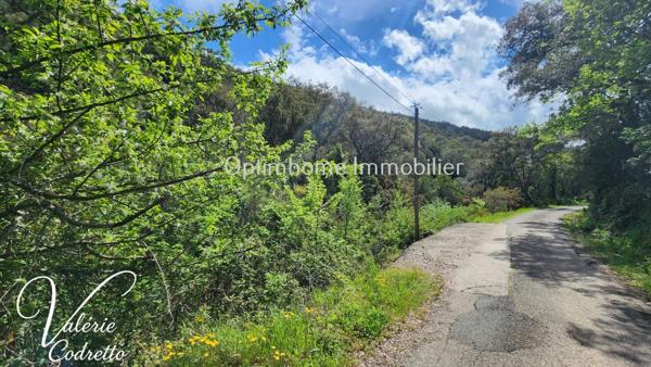 Vente Terrain Collobrières (83610) – Parcelle Forestière de 4,1 Hectares avec Rivière