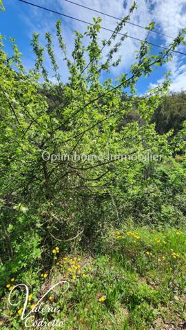 Vente Terrain Collobrières (83610) – Parcelle Forestière de 4,1 Hectares avec Rivière