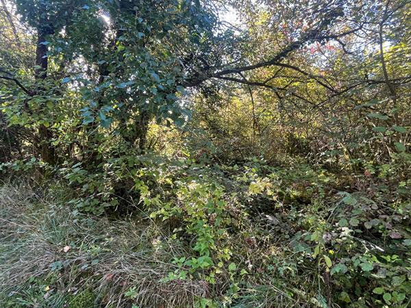 A VENDRE Terrain Boisé  de 7860 m2 commune de Blis et Born à Bassillac et  Auberoche