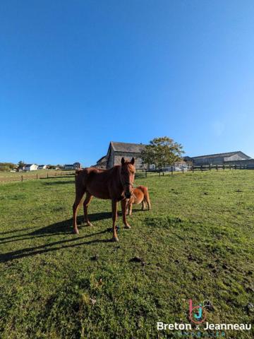 Corps de ferme avec dépendances secteur VAIGES