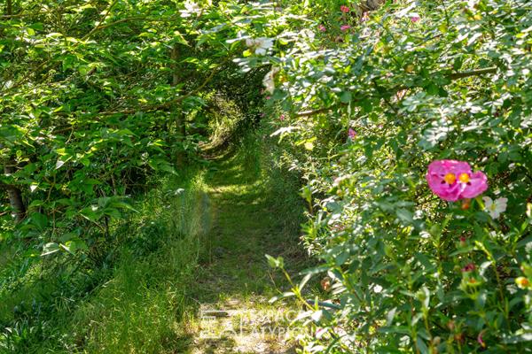 Maison avec son grand parc paysagé