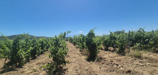 Domaine viticole Perpignan