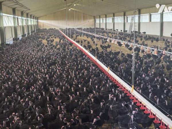 ENSEMBLE DE TERRES AGRICOLES+ HANGAR+ POULAILLERS