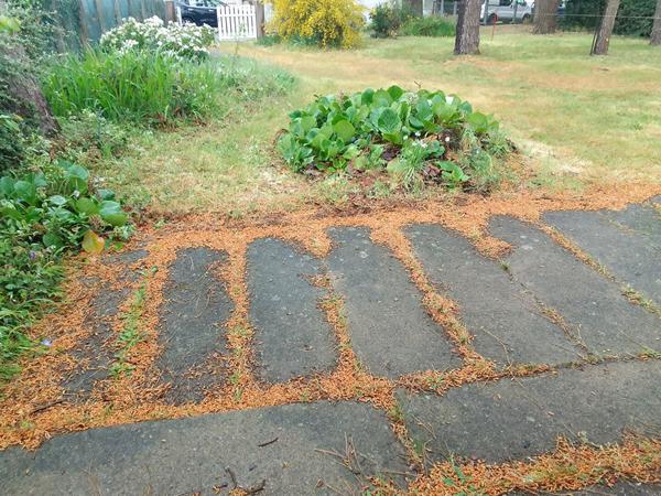 Vente maison Saint Brevin Les Pins : 180 710 € - AJP Immobilier Saint-Brévin