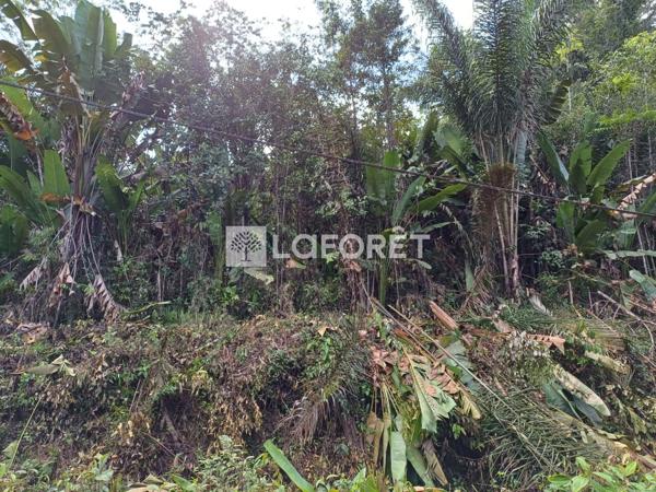 Achat terrain Roura - 36201 m² - 270 000 €