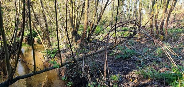 Très grande parcelle à Dol de Bretagne