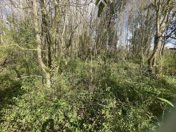 Parcelle de bois Plassay (17250)