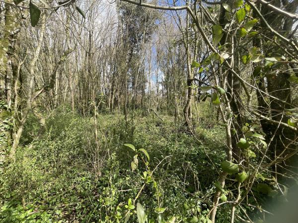 Parcelle de bois Plassay (17250)