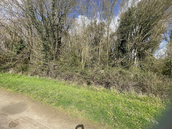 Parcelle de bois Plassay (17250)