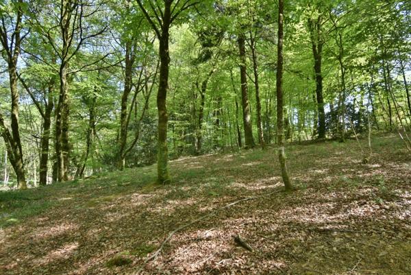 Propriété équestre de 14 hectares au cadre exceptionnel