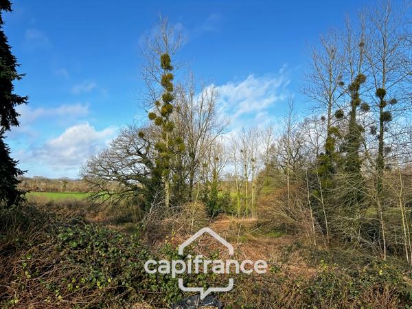 Longère en pierre à rénover avec dépendances et 6 000 m² de terrain
