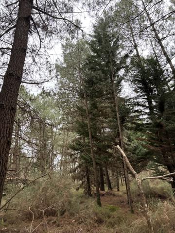 Challans (85300) CHALLANS - PARCELLE BOISEE NON CONSTRUCTIBLE AVEC CABANON