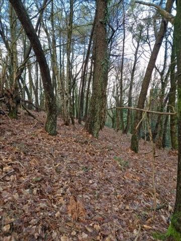 Terrain de loisirs - Bois - Etang à vendre à Plumelec dans le Morbihan (56420), ref : 56056-1092684