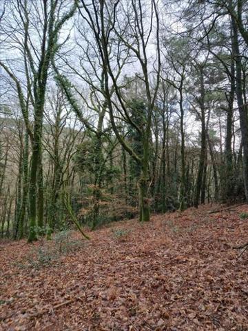 Terrain de loisirs - Bois - Etang à vendre à Plumelec dans le Morbihan (56420), ref : 56056-1092684