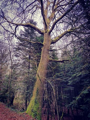 87350 PANAZOL - Propriété de 6 hectares avec 4 étangs. 128 000 €