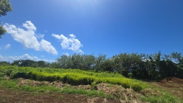 Terrain à vendre |  Trois-Rivières |  780 m²