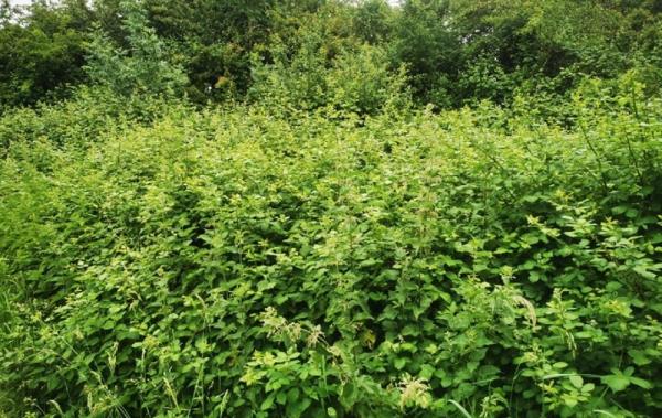 Vente Terrain Talmont-saint-hilaire   