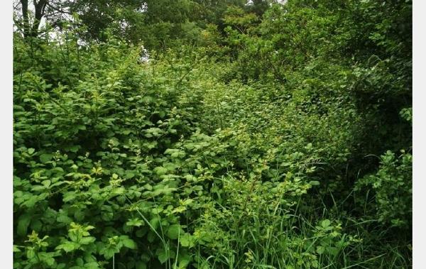 Vente Terrain Talmont-saint-hilaire   