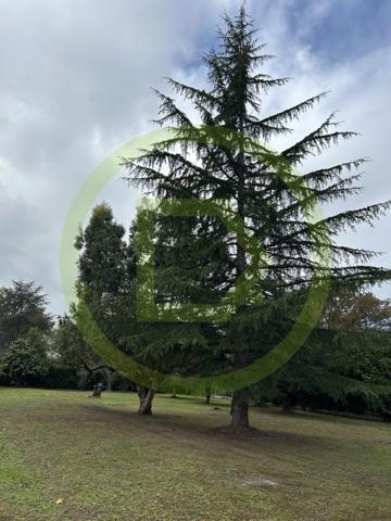 Terrain à CESTAS (33610)