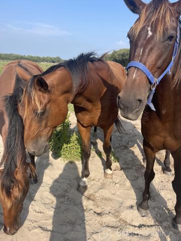 Propriete equestre de 158,44 m²